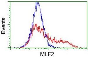 HEK293T cells transfected with either RC201746 overexpress plasmid (Red) or empty vector control plasmid (Blue) were immunostained by anti-MLF2 antibody (ABIN2455848), and then analyzed by flow cytometry. (MLF2 anticorps)
