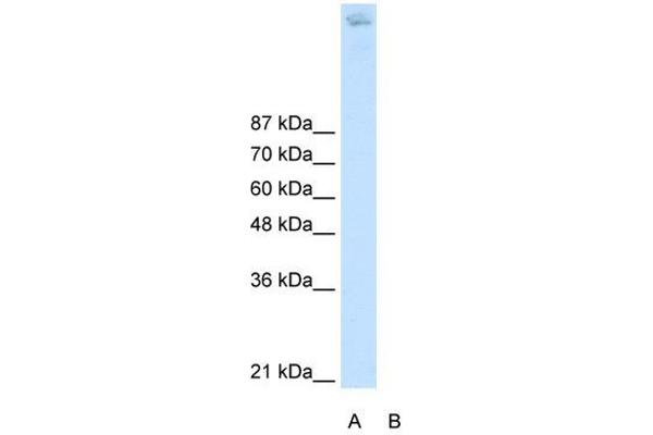 ZBTB38 anticorps  (N-Term)