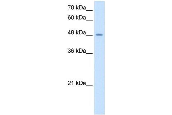 TMPRSS11D anticorps  (N-Term)