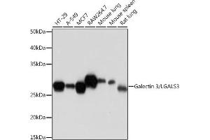 Western blot analysis of extracts of various cell lines, using Galectin 3/LG Rabbit mAb (ABIN7267337) at 1:1000 dilution. (Galectin 3 anticorps)