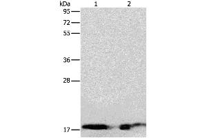 Western Blotting (WB) image for anti-Angiogenin (ANG) antibody (ABIN2427550) (ANG anticorps)