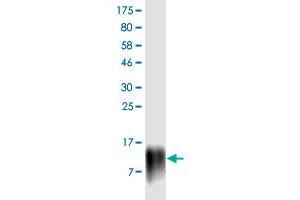 Western Blot detection against Immunogen (13. (PDCD1LG2 anticorps  (AA 19-121))