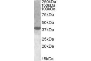 ABIN263217 (1µg/ml) staining of nuclear HeLa lysate (35µg protein in RIPA buffer). (XBP1 anticorps  (Internal Region))