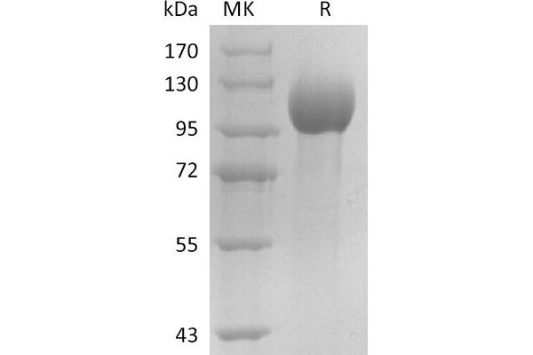 ELAPOR1 Protein (His tag)