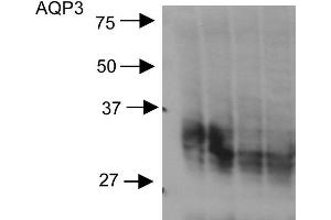 Western blot analysis of Rat kidney inner medullary homogenates showing detection of Aquaporin 3 protein using Rabbit Anti-Aquaporin 3 Polyclonal Antibody . (AQP3 anticorps  (C-Term) (HRP))