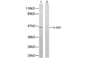 Western blot analysis of extracts from HeLa cells using c-Jun (Ab-93) antibody (E021022). (C-JUN anticorps)