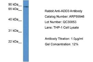 WB Suggested Anti-ADD3  Antibody Titration: 0. (ADD3 anticorps  (C-Term))