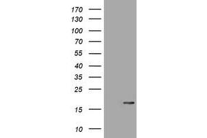 Image no. 1 for anti-Ataxin 7-Like 1 (ATXN7L1) antibody (ABIN1496780) (ATXN7L1 anticorps)