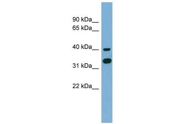 GPN2 anticorps  (Middle Region)