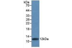 Detection of Recombinant IL8, Human using Monoclonal Antibody to Interleukin 8 (IL8) (IL-8 anticorps  (AA 28-99))