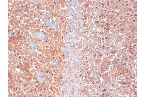 IHC analysis of KCNQ4 in frozen sections of mouse brain extract using KCNQ4 antibody. (KCNQ4 anticorps  (AA 2-77) (Atto 390))