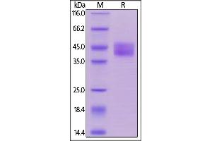 Biotinylated Human CD84, His,Avitag on  under reducing (R) condition. (CD84 Protein (CD84) (AA 22-225) (His tag,AVI tag,Biotin))