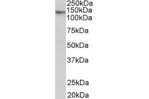 ABIN940568 (0. (TERT anticorps  (AA 597-611))