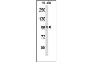 Western blot analysis of KANK2 / SIP Antibody (Center) in HL-60 cell line lysates (35ug/lane). (KANK2 anticorps  (Middle Region))