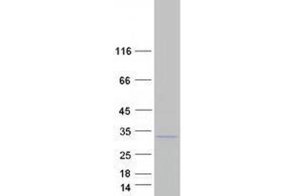 TMED6 Protein (Myc-DYKDDDDK Tag)