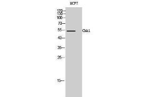 Western Blotting (WB) image for anti-Checkpoint Kinase 1 (CHEK1) (Ser2484) antibody (ABIN3179949) (CHEK1 anticorps  (Ser2484))