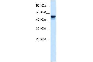 C21ORF18 antibody used at 0. (SETD4 anticorps  (C-Term))