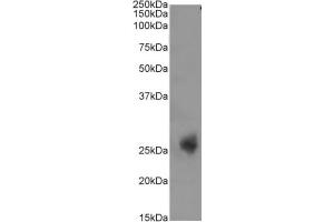 Western Blot using anti-CD3E antibody YTH 12. (Recombinant CD3 epsilon anticorps)