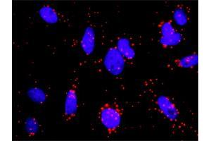 Proximity Ligation Analysis of protein-protein interactions between AKT1 and NOS3. (ENOS anticorps  (AA 61-160))