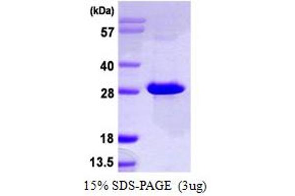 NT5M Protein (AA 32-228) (His tag)