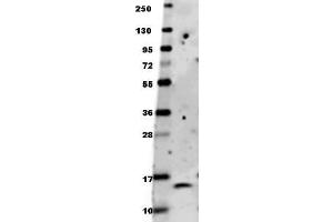 Image no. 1 for anti-Brain-Derived Neurotrophic Factor (BDNF) antibody (ABIN1100212) (BDNF anticorps)