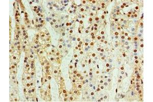 Immunohistochemistry of paraffin-embedded human adrenal gland tissue using ABIN7148846 at dilution of 1:100 (CDK1 anticorps  (AA 1-283))