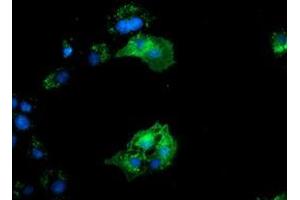 Immunofluorescence (IF) image for anti-Bridging Integrator 3 (BIN3) antibody (ABIN1496924) (BIN3 anticorps)