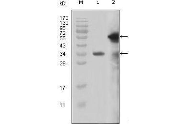 MLL/KMT2A anticorps  (AA 3751-3968)