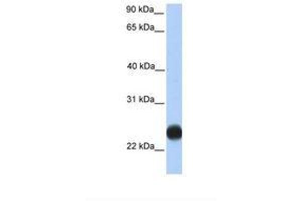 TMEM123 anticorps  (C-Term)