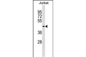 Western blot analysis in Jurkat cell line lysates (35ug/lane). (MBNL1 anticorps  (C-Term))