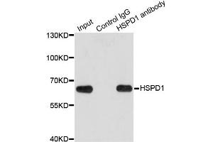 Immunoprecipitation analysis of 200 μg extracts of HeLa cells using 1 μg HSPD1 antibody (ABIN5970357). (HSPD1 anticorps)