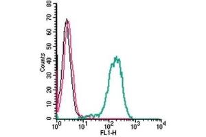 Cell surface detection of Frizzled-1 by indirect flow cytometry in live intact human THP-1 monocytic leukemia cells: (black line) Cells. (FZD1 anticorps  (Extracellular, N-Term))