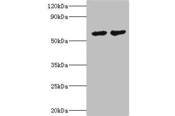 CYP4F12 anticorps  (AA 265-524)
