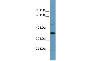 Western Blotting (WB) image for anti-Speedy Homolog E1 (SPDYE1) (C-Term) antibody (ABIN2787424) (SPDYE1 anticorps  (C-Term))