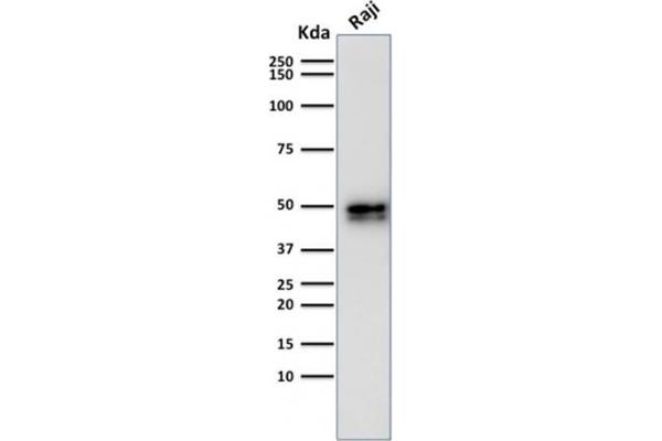 Recombinant CD79a anticorps  (AA 202-216)