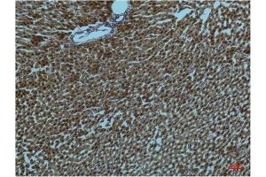 Immunohistochemical analysis of paraffin-embedded Rat Liver Tissue using PI3 Kinase P85 α Mouse mAb diluted at 1:200. (PIK3R1 anticorps)