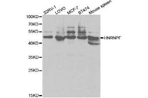 Western blot analysis of extracts of various cell lines, using HNRNPF antibody. (HNRNPF anticorps  (AA 1-280))