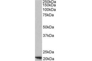 Image no. 1 for anti-Ferritin, Heavy Polypeptide 1 (FTH1) (C-Term), (Heavy Chain) antibody (ABIN375067) (FTH1 anticorps  (C-Term, Heavy Chain))