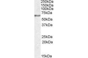 Western Blotting (WB) image for Synaptotagmin I (SYT1) peptide (ABIN369747) (Synaptotagmin I (SYT1) Peptide)