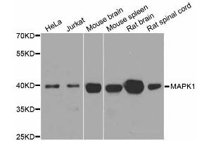 Western blot analysis of extracts of various cell lines, using ERK1/2 antibody. (ERK2 anticorps  (N-Term))
