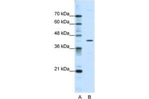 Western Blotting (WB) image for anti-DOK2 (DOK2) antibody (ABIN2463714) (DOK2 anticorps)