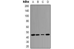 Western blot analysis of c-Jun expression in MCF7 (A), Hela (B), mouse kidney (C), rat heart (D) whole cell lysates. (C-JUN anticorps)
