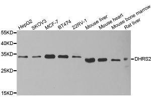 Western blot analysis of extracts of various cell lines, using DHRS2 antibody (ABIN5973846) at 1/1000 dilution. (DHRS2 anticorps)