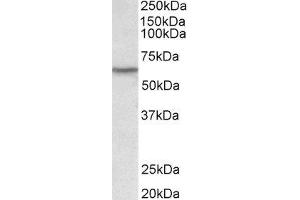 ABIN2563651 (0. (LCK anticorps  (AA 39-52))