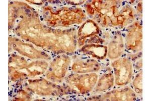 Immunohistochemistry of paraffin-embedded human kidney tissue using ABIN7157046 at dilution of 1:100 (IREB2 anticorps  (AA 107-216))