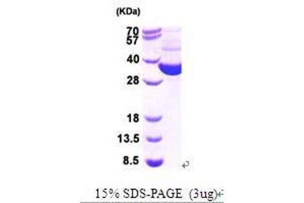 Thioredoxin Reductase Protein (TrxR) (AA 1-321)