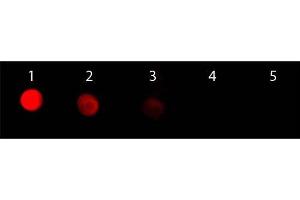 Dot Blot of F(ab')2 Goat anti-Rabbit IgG Antibody Rhodamine Conjugated. (Chèvre anti-Lapin IgG (Heavy & Light Chain) Anticorps (TRITC) - Preadsorbed)