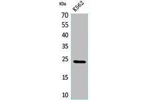 Western Blot analysis of K562 cells using CyPB Polyclonal Antibody. (PPIB anticorps  (C-Term))