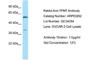 Western Blotting (WB) image for anti-Thiopurine S-Methyltransferase (TPMT) (C-Term) antibody (ABIN971920) (TPMT anticorps  (C-Term))