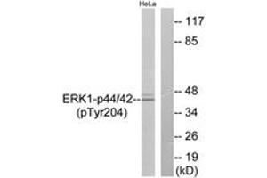 Western blot analysis of extracts from HeLa cells treated with EGF 200ng/ml 30', using p44/42 MAP Kinase (Phospho-Tyr204) Antibody. (ERK1/2 anticorps  (pTyr204))